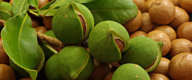 olej macadamia